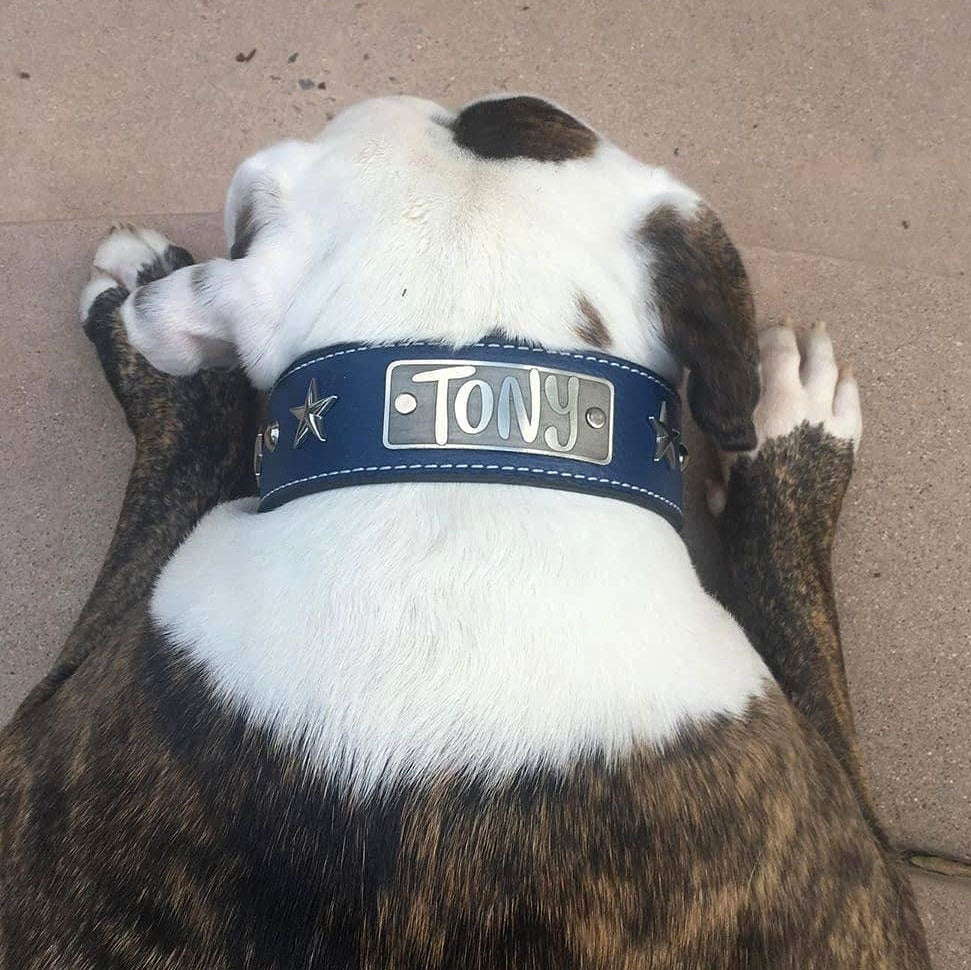 W39 - 2" Wide Personalized Leather Dog Collar w/Stars & Studs