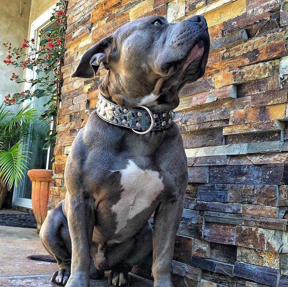 W40 - 2" Wide Studded Leather Dog Collar