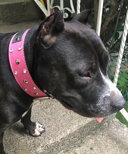 WN3 - Collar de cuero para perros de 2" con placa de identificación, tachuelas y gemas