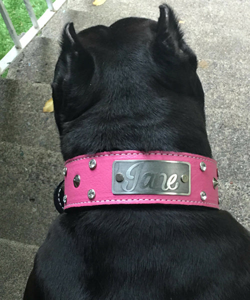WN3 - 2" Leather Dog Collar with Name Plate, Studs & Gems
