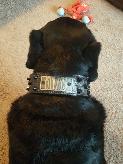 Leather Dog Collar Personalized Name Plate Studded 2" Wide - WN4