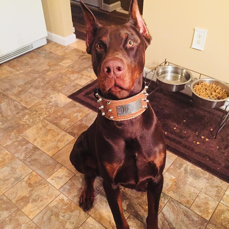 XN1 - 3" Wide Personalized Studded Leather Dog Collar