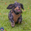 Sport Cut Leather Dog Harness