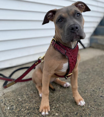 Arnês para cães de couro cortado esportivo