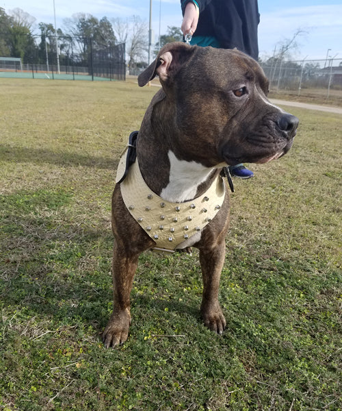 Y19 - Leather Dog Harness with Bucket Studs