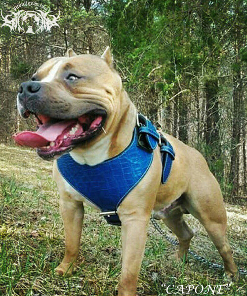 H1 - Custom Made Leather Dog Harness