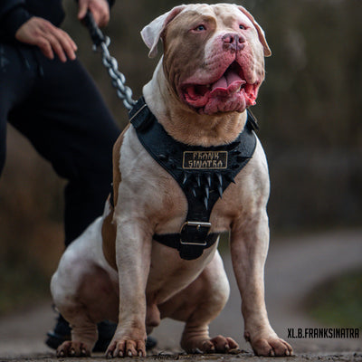 https://www.pitbullgear.com/collections/harnesses-spiked/products/nh17-personalized-claw-spiked-harness