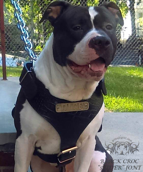 NH4 - Name Plate Leather Dog Harness - 1