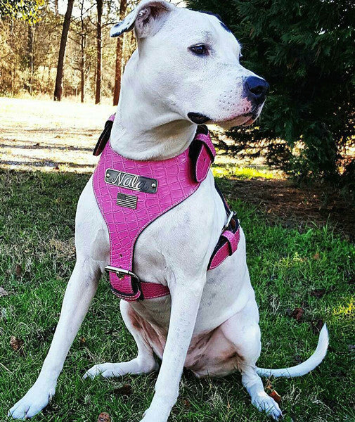 NH76 - NAME PLATE USA LEATHER HARNESS - 2