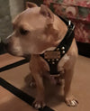 NH3 - Personalized Studded Leather Harness