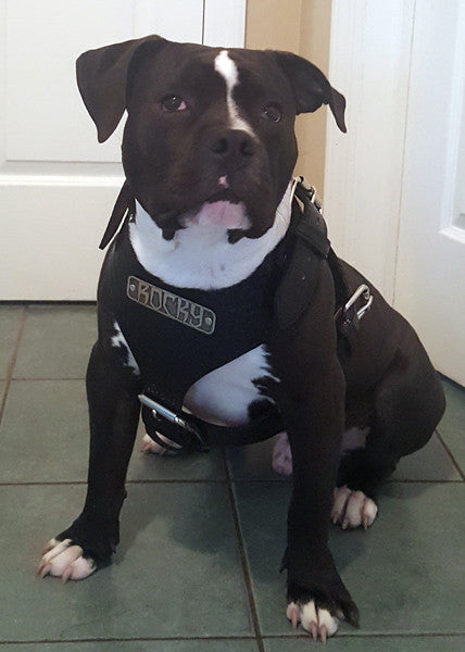 NH4 - Name Plate Leather Dog Harness - 2