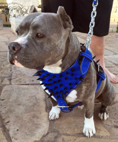 Spiked Leather Dog Harness Heavy Duty Dog Harness Custom Big Dog Y26 Pit Bull Gear