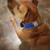N7 - Coleira de cachorro de couro personalizada de 1 1/2"