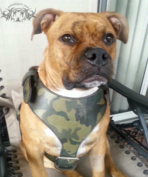 Leather dog harness for staffies sale