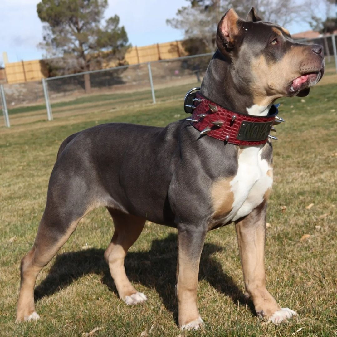 XN18 - Colar pontiagudo da placa de identificação de 3"