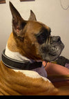 Black Nylon Martingale Dog Collar (slip on) - 1.5" (4cm)