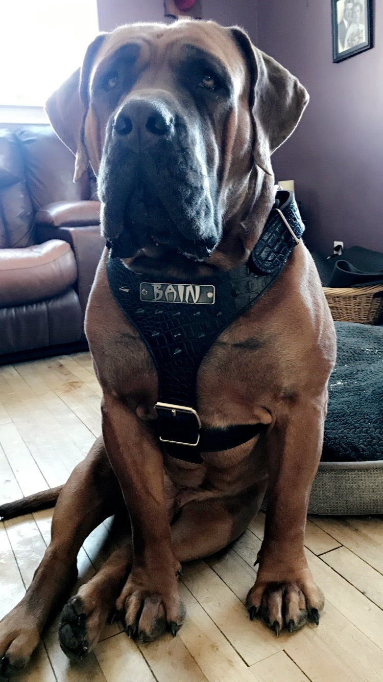 NH8 - Arnês de couro pontiagudo com placa de identificação