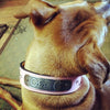 N11 - Name Plate 1 1/2" Wide Leather Dog Collar w/Gems - 6
