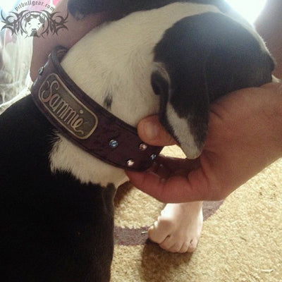N11 - Name Plate 1 1/2" Wide Leather Dog Collar w/Gems - 4
