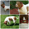 N12 - 2" Name Plate Studded Leather Dog Collar - 9