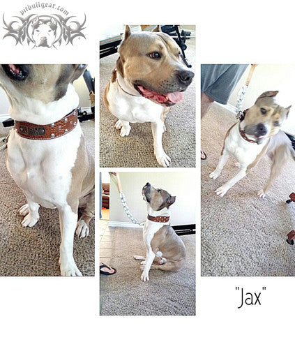 N12 - 2" Name Plate Studded Leather Dog Collar - 11