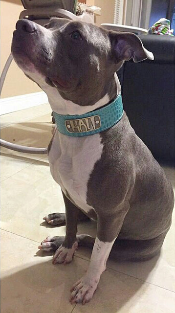 N15 - 2" Wide Personalized Leather Dog Collar