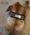 N5 - 2" Name Plate Tapered Dog Collar w/Studs - 8