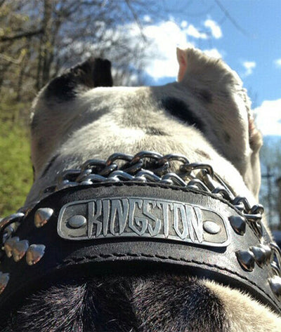 N5 - 2" Name Plate Tapered Dog Collar w/Studs - 1