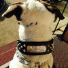 N5 - 2" Name Plate Tapered Dog Collar w/Studs - 7