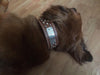 N5 - 2" Name Plate Tapered Dog Collar w/Studs - 9