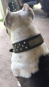 Leather Tapered Dog Collar Name Plate with Studs 2" Wide - N5