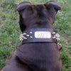 N6 - 2" Name Plate Tapered Dog Collar w/Spikes - 7