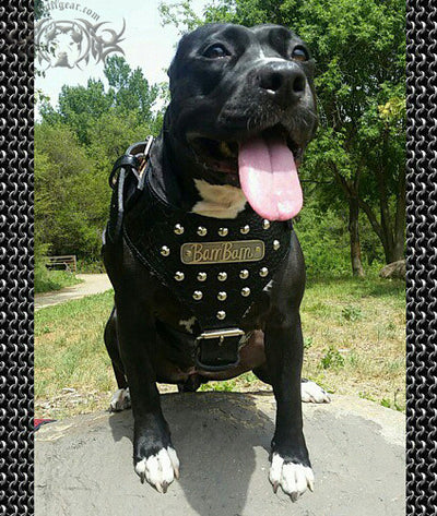 American Pit Bull Terrier 【Custom】 Leather Dog Harness with studds :  Pitbull Breed: Dog Harnesses, Collars, Leashes, Muzzles, Breed Information  and Pictures