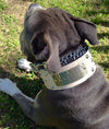 NJ3 - 2 1/2" Name Plate Studded Dog Collar - 2