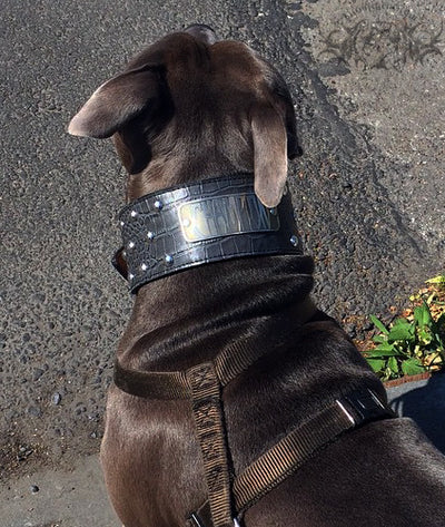 NX3 - 3" Name Plate Studded Leather Dog Collar - 5