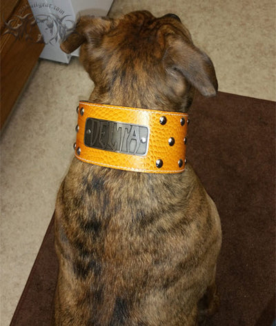 NX3 - 3" Name Plate Studded Leather Dog Collar - 4