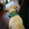 NX3 - 3" Name Plate Studded Leather Dog Collar - 1