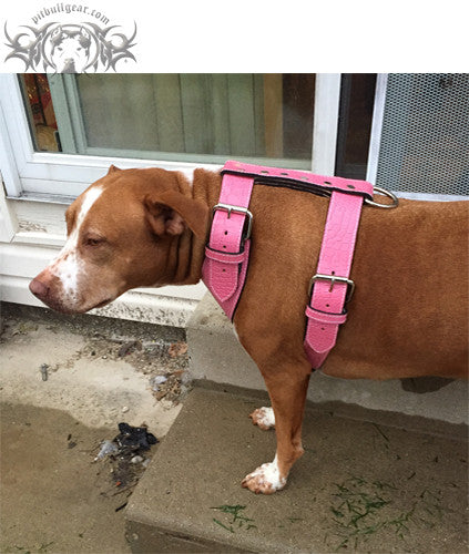 Toughest dog harness hotsell