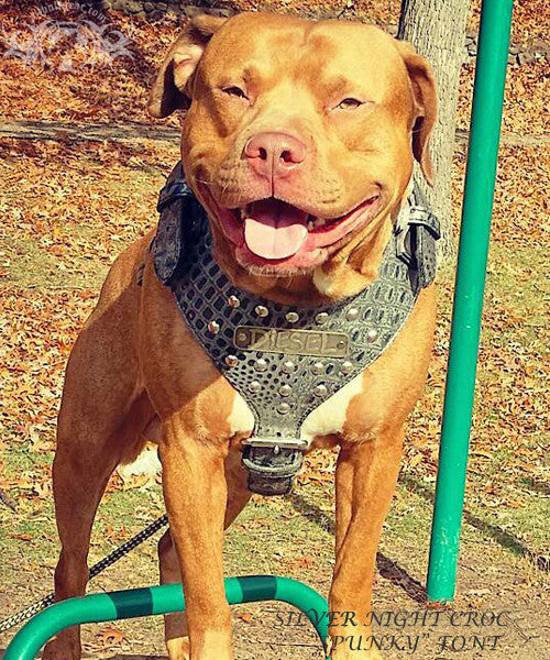 Chain harness for pitbulls cheap