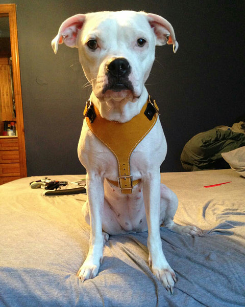 H1 - Custom Made Leather Dog Harness
