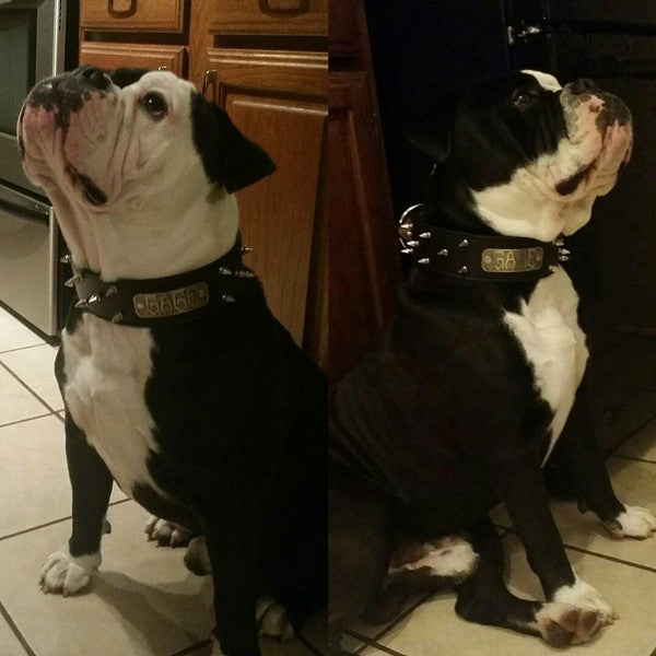 W46 - 2" Name Plate Spiked Leather Dog Collar - 3