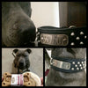 N5 - 2" Name Plate Tapered Dog Collar w/Studs - 6
