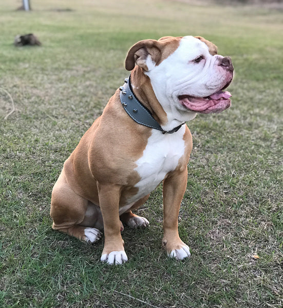 TW32 - 2" Wide Personalized Tapered Leather Collar with Studs