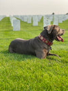 W51 - 2" Personalized Military Leather Dog Collar