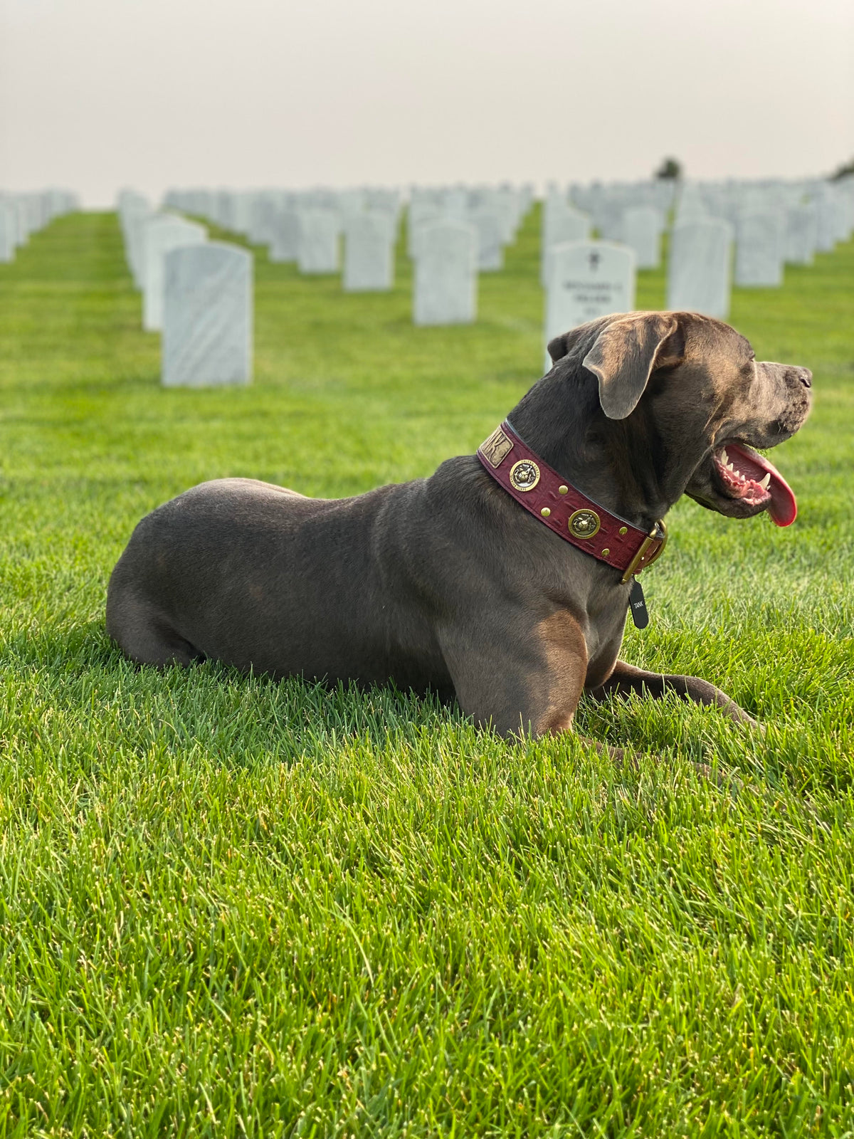 W51M - 2" Wide Marines Personalized Leather Dog Collar