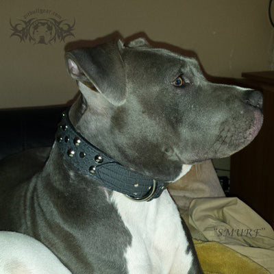 V15 - 1 1/2" Studded Leather Dog Collar - 3