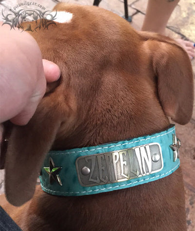 V42 - 1 1/2" Name Plate Star Leather Dog Collar w/Gems - 3