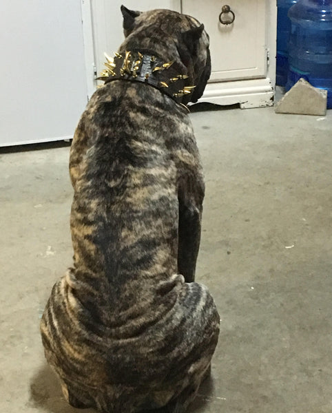 XC30 - 3" Wide Spiked Leather Dog Collar