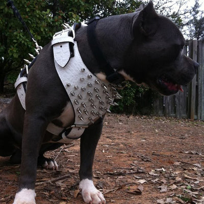 Y51 - Spiked Leather Dog harness - 3